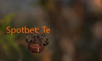 Spotbet: Tempat Terbaik untuk Menemukan Bonus dan Promosi!
